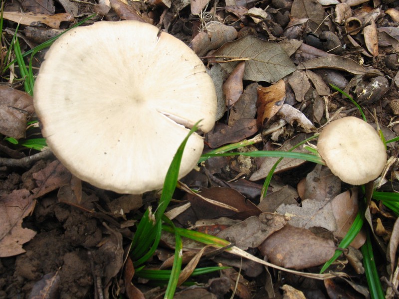 Entoloma rhodopolium ??